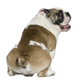 iStock